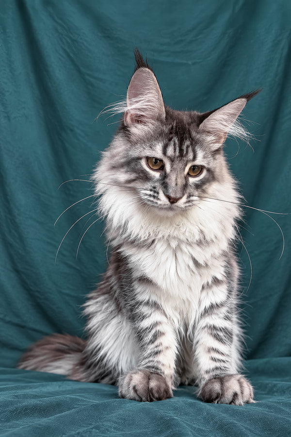 Zimba | Maine Coon Kitten