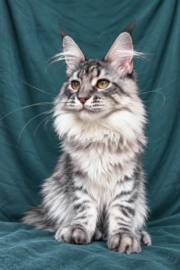 Zimba | Maine Coon Kitten