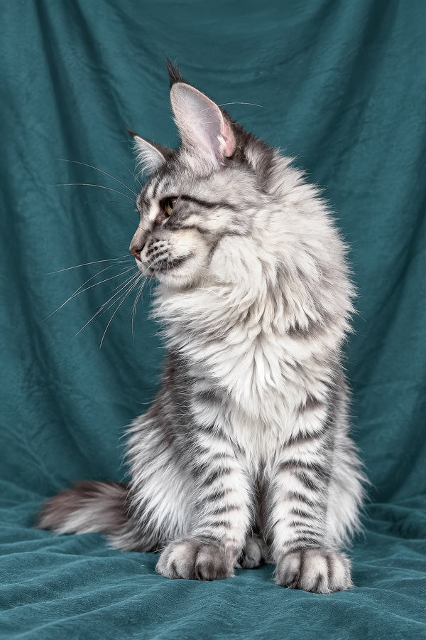 Zimba | Maine Coon Kitten