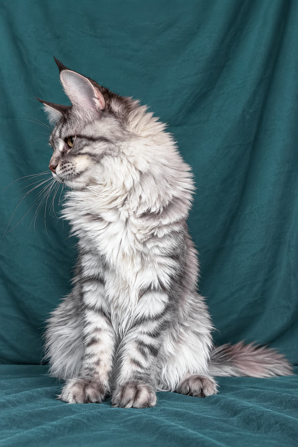 Zimba | Maine Coon Kitten