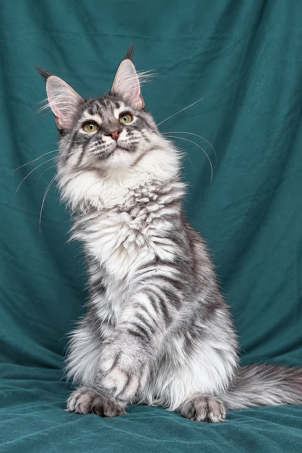 Zimba | Maine Coon Kitten