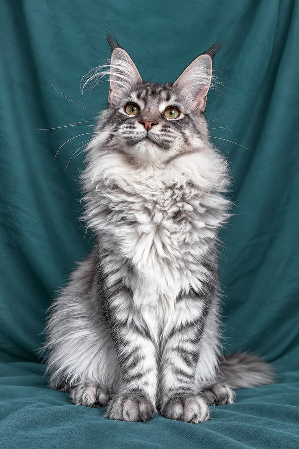 Zimba | Maine Coon Kitten
