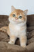 Zita | Scottish Straight Kitten