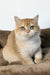 Zita | Scottish Straight Kitten