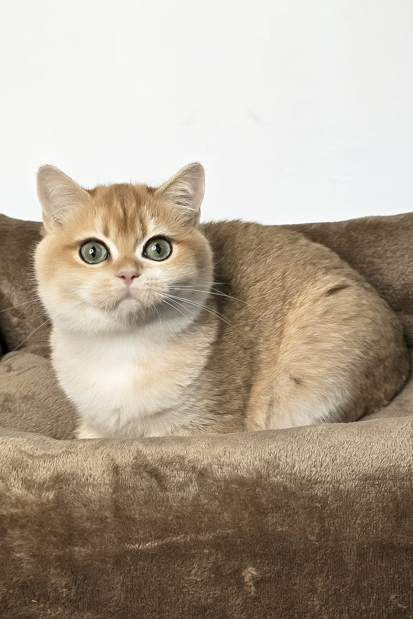 Zita | Scottish Straight Kitten