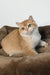 Zita | Scottish Straight Kitten