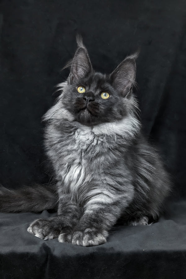 Zita | Polydactyl Maine Coon Kitten