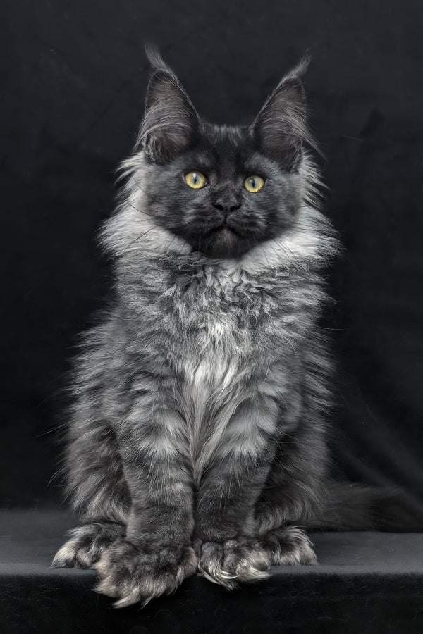 Zita | Polydactyl Maine Coon Kitten