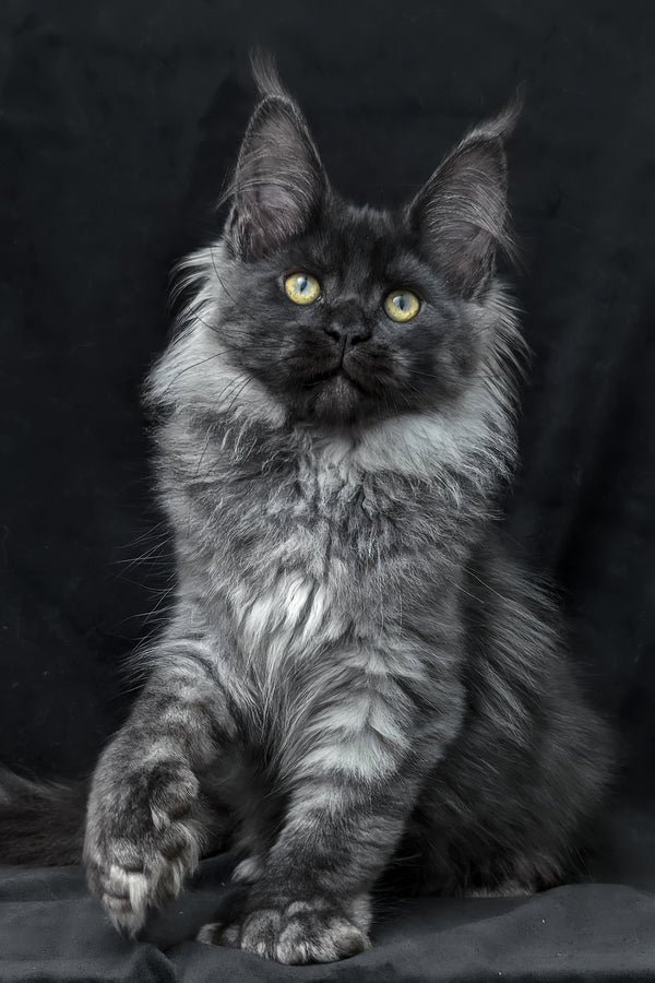 Zita | Polydactyl Maine Coon Kitten