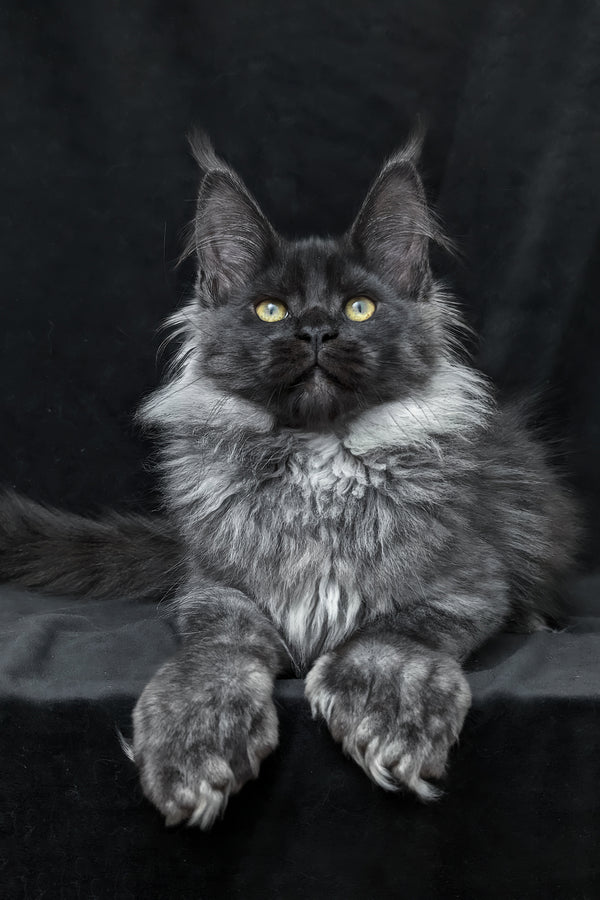 Zita | Polydactyl Maine Coon Kitten