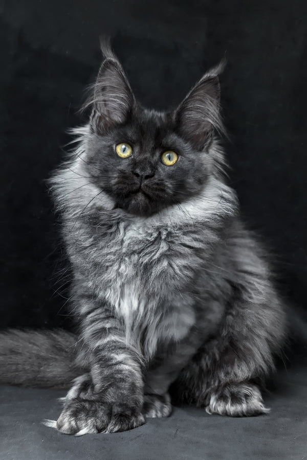 Zita | Polydactyl Maine Coon Kitten