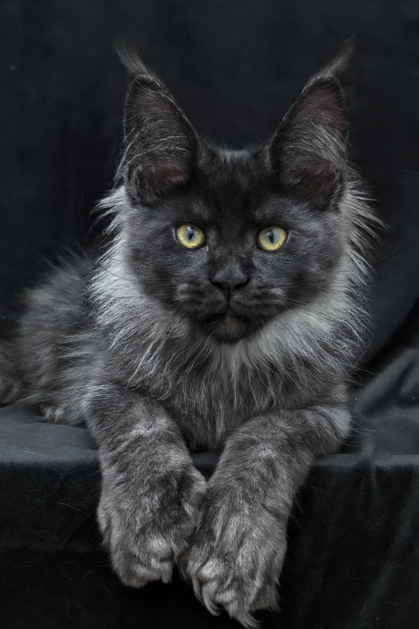 Zita | Polydactyl Maine Coon Kitten