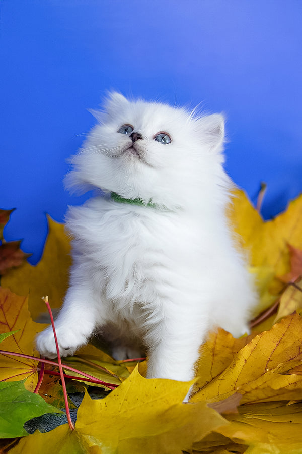 Zitta | Scottish Straight Longhair Kitten