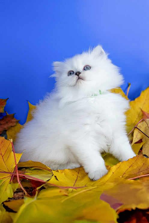 Zitta | Scottish Straight Longhair Kitten