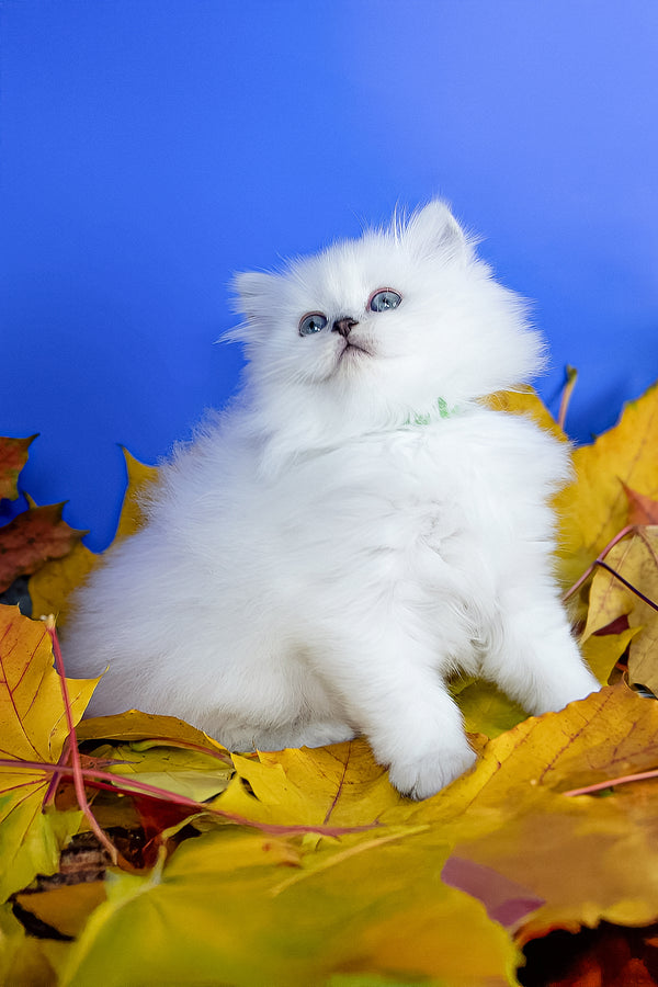 Zitta | Scottish Straight Longhair Kitten