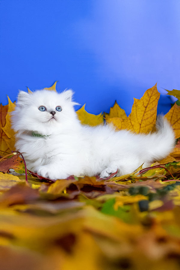 Zitta | Scottish Straight Longhair Kitten