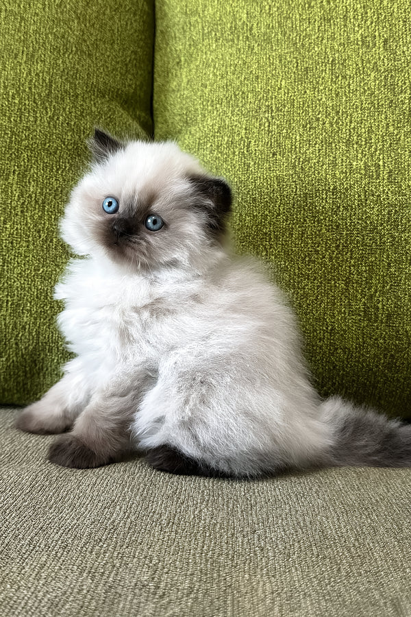 Zlata | Scottish Straight Longhair Kitten