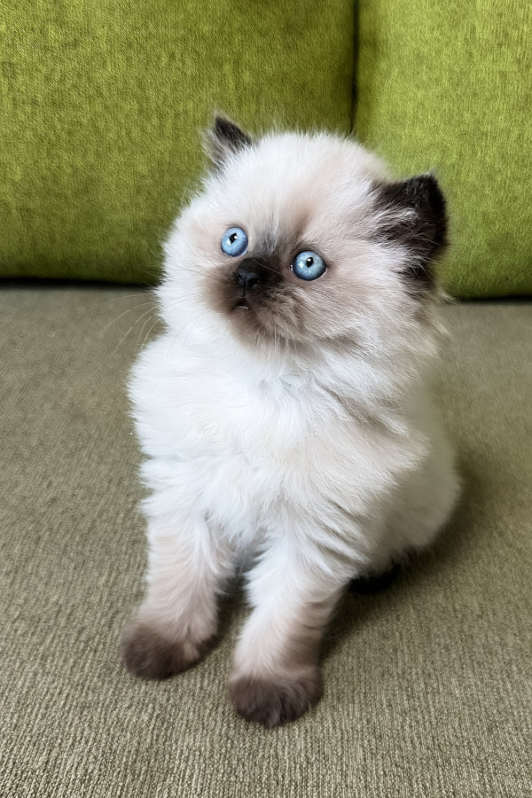 Zlata | Scottish Straight Longhair Kitten