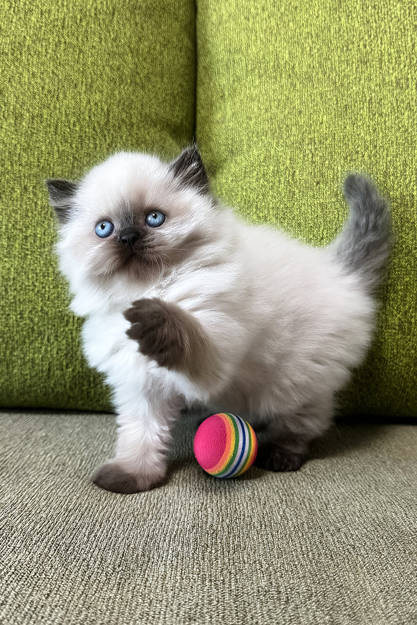 Zlata | Scottish Straight Longhair Kitten