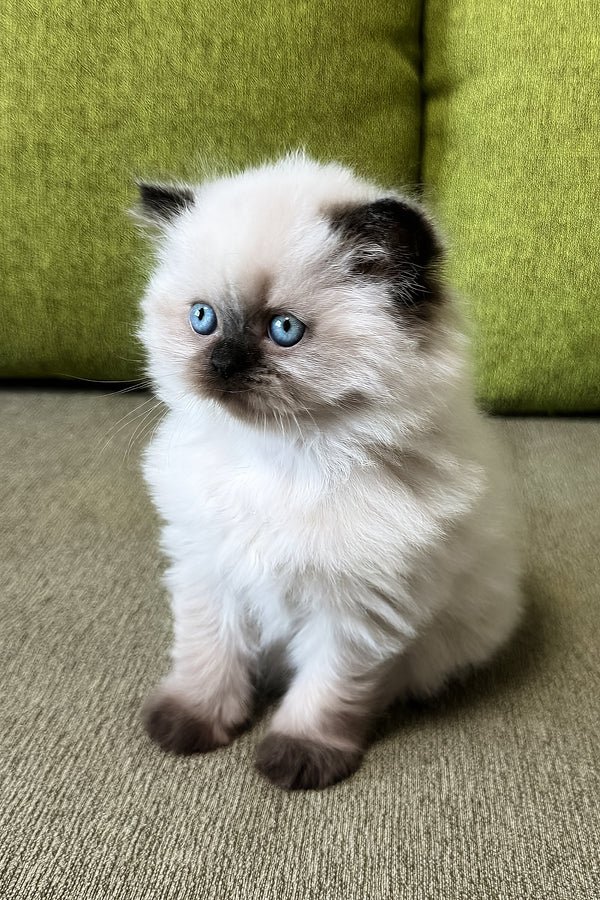 Zlata | Scottish Straight Longhair Kitten