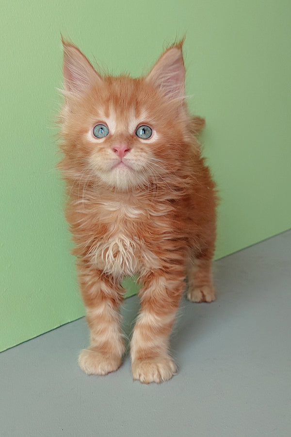 Zlodi | Maine Coon Kitten
