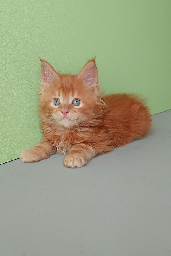 Zlodi | Maine Coon Kitten