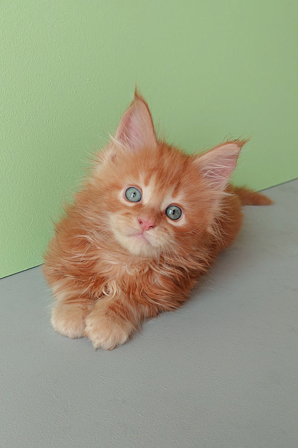 Zlodi | Maine Coon Kitten