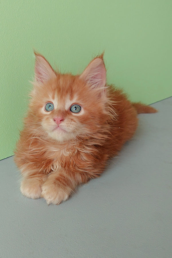 Zlodi | Maine Coon Kitten