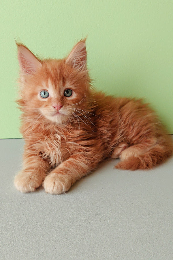 Zlodi | Maine Coon Kitten