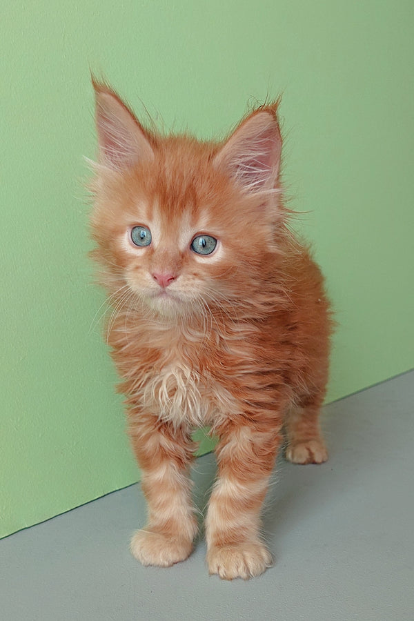 Zlodi | Maine Coon Kitten
