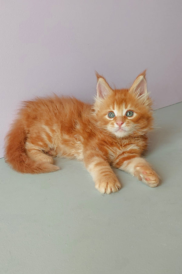 Zlodi | Maine Coon Kitten