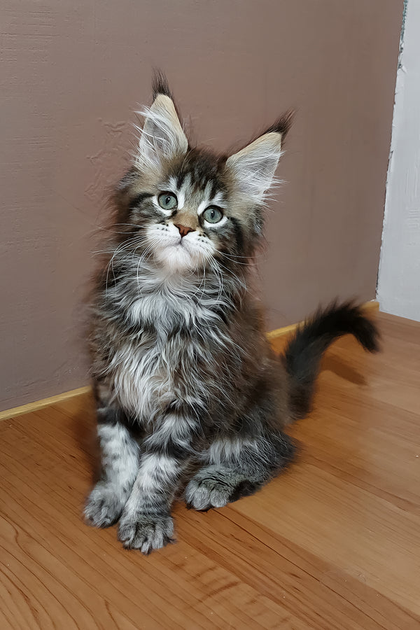 Zoe | Maine Coon Kitten