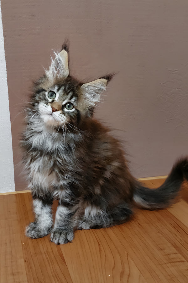 Zoe | Maine Coon Kitten