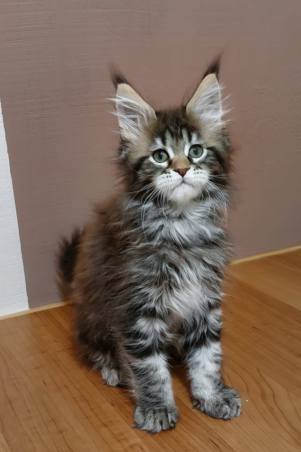 Zoe | Maine Coon Kitten