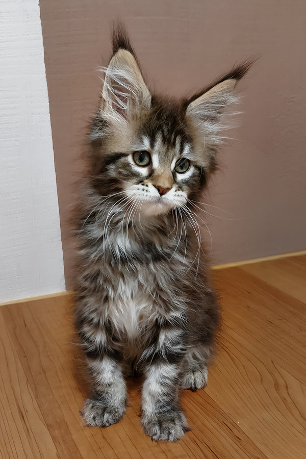 Zoe | Maine Coon Kitten
