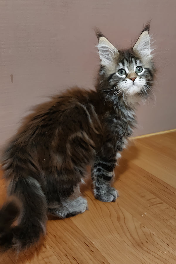 Zoe | Maine Coon Kitten
