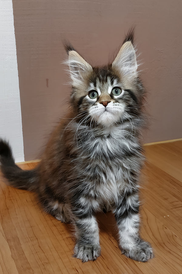 Zoe | Maine Coon Kitten