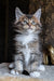 Zolotko | Maine Coon Kitten