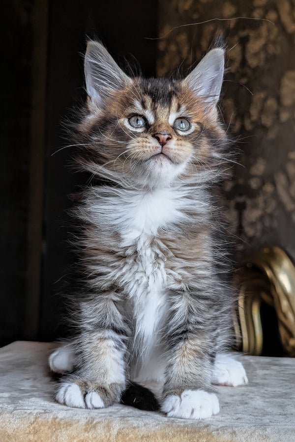 Zolotko | Maine Coon Kitten