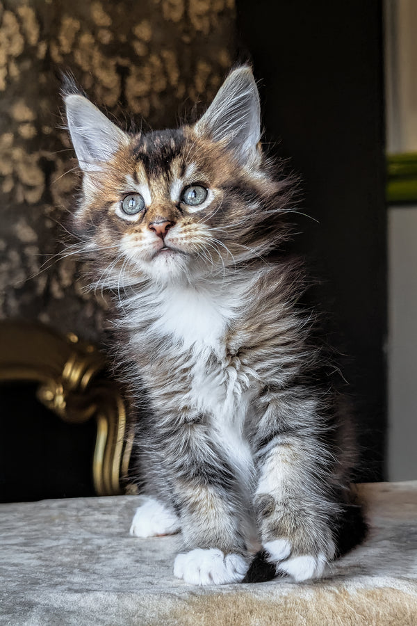 Zolotko | Maine Coon Kitten