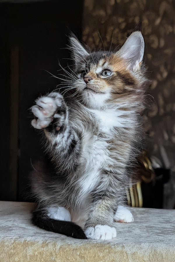 Zolotko | Maine Coon Kitten