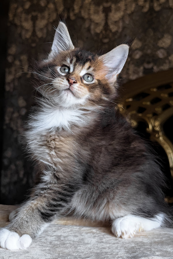 Zolotko | Maine Coon Kitten