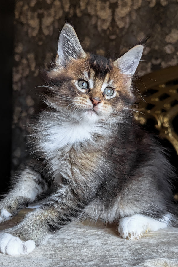 Zolotko | Maine Coon Kitten