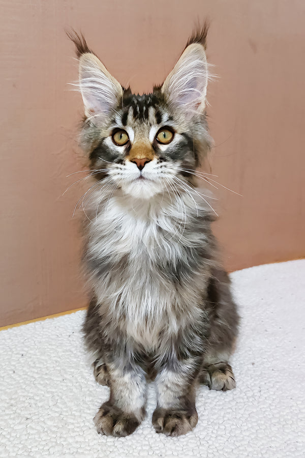 Zoltar | Maine Coon Kitten