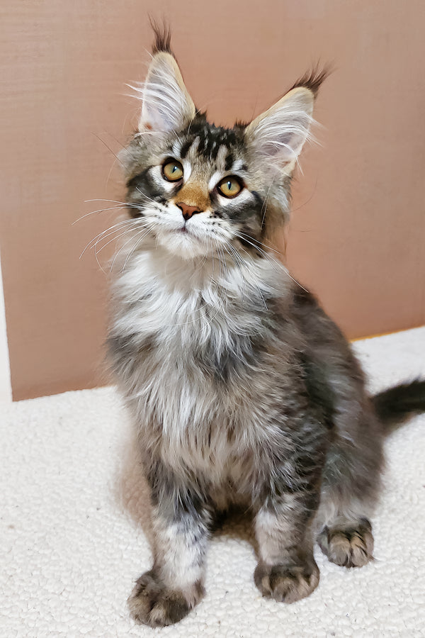 Zoltar | Maine Coon Kitten