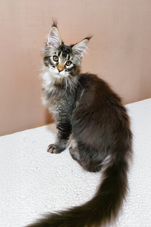 Zoltar | Maine Coon Kitten