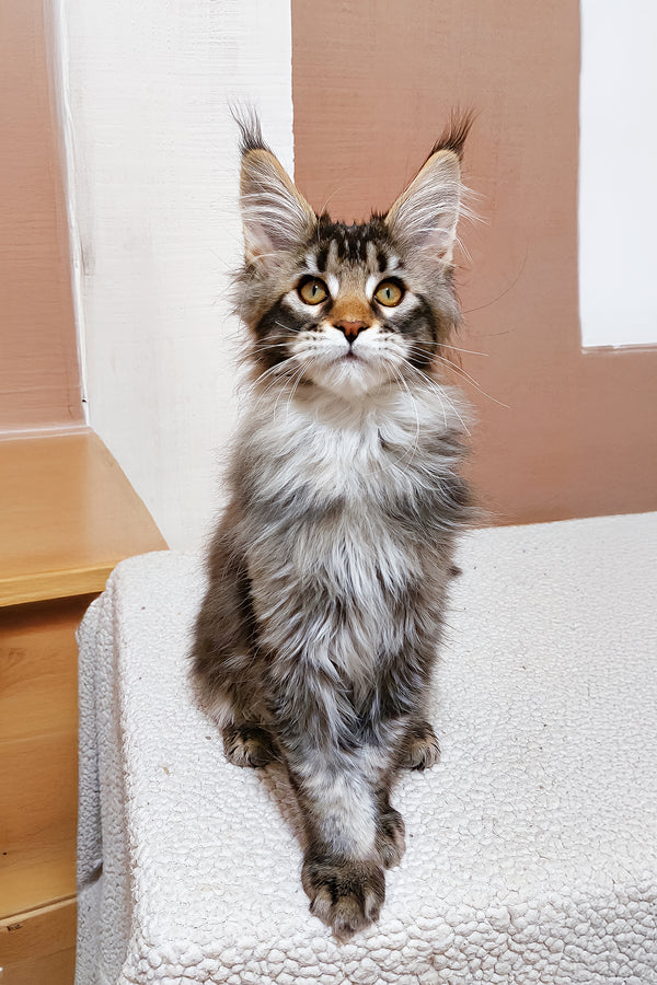Zoltar | Maine Coon Kitten