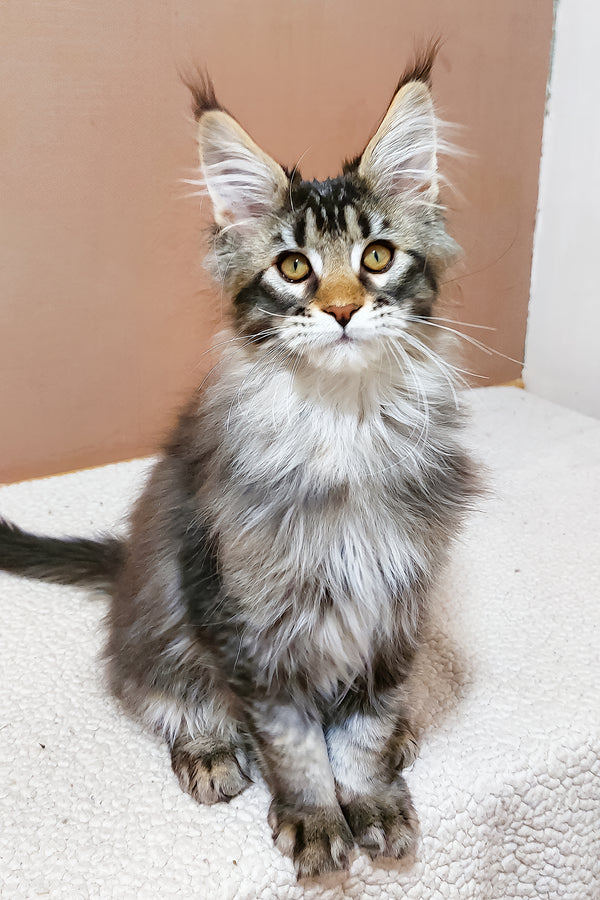 Zoltar | Maine Coon Kitten
