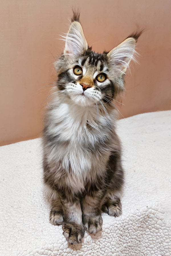 Zoltar | Maine Coon Kitten