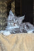 Zorian | Maine Coon Kitten